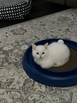 Domestic Short Hair Cats Available for Adoption - Crane | PetCurious