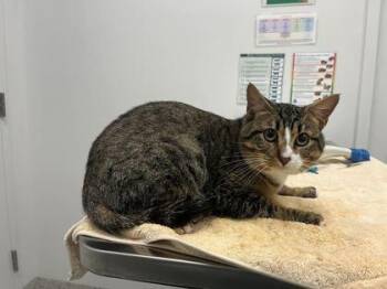 Prim -  Domestic Short Hair Cat for Adoption in Kansas City, Missouri - Prim | PetCurious