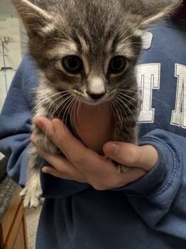 Rescue Domestic Short Hair Cats for Adoption in Marietta, Georgia - Karma | PetCurious