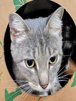 Rescue Domestic Short Hair Cats for Adoption in St. Louis, Missouri - NESSIE | PetCurious