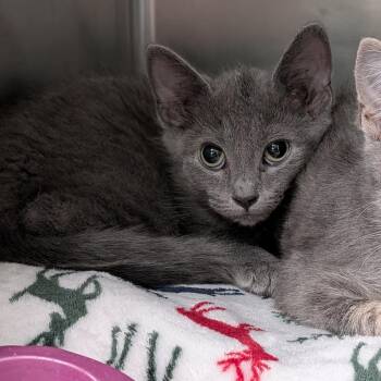 Billy Ray -  Domestic Short Hair Cat Available for Adoption in Titusville, Florida - Billy Ray | PetCurious