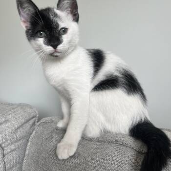 Rescue Domestic Short Hair Cats for Adoption in Santa Ana, California - Esseboda | PetCurious