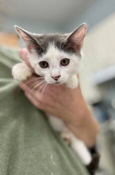 Rescue Domestic Medium Hair Cats for Adoption in Danielsville, Georgia - Raelyn | PetCurious
