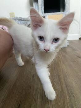 *PURRL -  Domestic Short Hair Cat for Adoption in Woodland, California - *PURRL | PetCurious