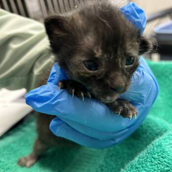 Domestic Short Hair Cats Available for Adoption in Kanab, Utah - Newport | PetCurious