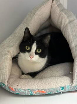 Rescue Domestic Short Hair Cats for Adoption in Alexandria, Virginia - Penguin (In Foster) | PetCurious