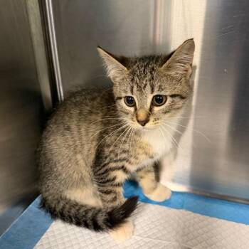 Cards -  Domestic Medium Hair Cat for Adoption in Greensboro, North Carolina - Cards | PetCurious
