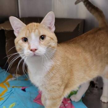 Perry -  Domestic Short Hair Cat for Adoption in Des Moines, Iowa - Perry | PetCurious