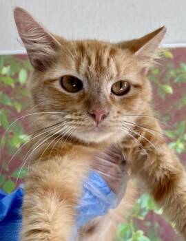 Popcorn -  Domestic Medium Hair and Domestic Short Hair Cat for Adoption in San Antonio, Texas - Popcorn | PetCurious