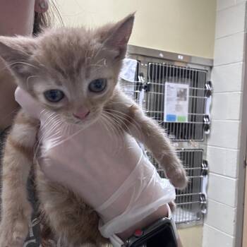 Gala -  Domestic Short Hair Cat for Adoption in Asheville, North Carolina - Gala | PetCurious