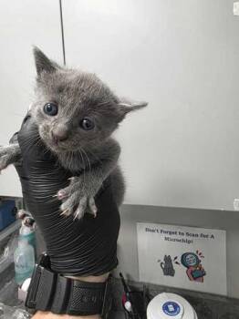 Periwinkle -  Domestic Short Hair Cat for Adoption in Sevierville, Tennessee - Periwinkle | PetCurious