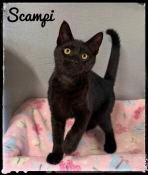 Scampi -  Domestic Short Hair Cat for Adoption in El Cajon, California - Scampi | PetCurious