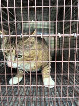 Domestic Short Hair Cats Available for Adoption in New Braunfels, Texas - Ajay | PetCurious