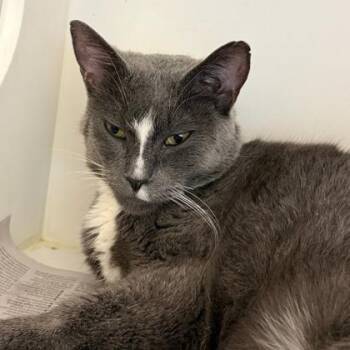 Socks -  Domestic Short Hair Cat for Adoption in Janesville, Wisconsin - Socks | PetCurious