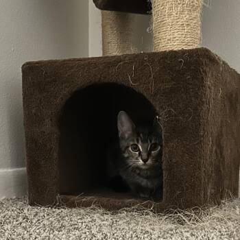 Domestic Short Hair Cats Available for Adoption in West Olive, Michigan - Barbie | PetCurious