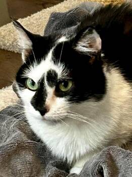 Domino -  Domestic Short Hair Cat for Adoption in Chicago, Illinois - Domino | PetCurious