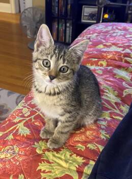 Domestic Short Hair Cats Available for Adoption in Minneapolis, Minnesota - Ramona | PetCurious