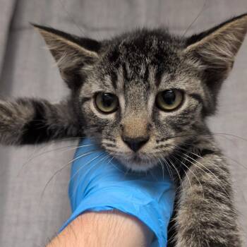 Attic -  Domestic Short Hair Cat for Adoption in Hattiesburg, Mississippi - Attic | PetCurious
