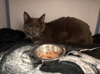 Tushkin -  Domestic Short Hair Cat for Adoption in Liverpool, New York - Tushkin | PetCurious