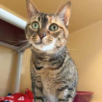 Chungus -  Domestic Short Hair Cat for Adoption in East Hanover, New Jersey - Chungus | PetCurious