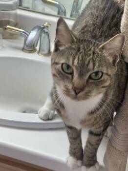 Domestic Short Hair Cats Available for Adoption - L