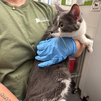Weezer -  Domestic Short Hair Cat for Adoption in Columbiana, Alabama - Weezer | PetCurious
