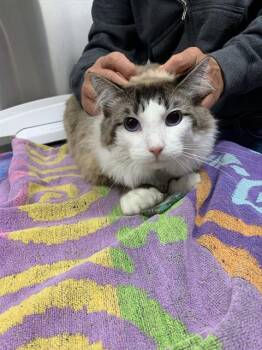 ATLAS -  Domestic Medium Hair Cat for Adoption in Fairbanks, Alaska - ATLAS | PetCurious