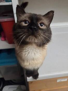 Walrus -  Siamese Cat for Adoption in Salmon, Idaho - Walrus | PetCurious