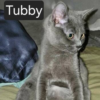 Tubby -  Domestic Short Hair Cat for Adoption in Snow Hill, North Carolina - Tubby | PetCurious