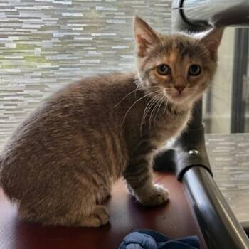 Domestic Short Hair Cats Available for Adoption in Dubuque, Iowa - Schnapps | PetCurious