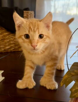 Rescue Extra Toes Cat Hemingway Polydactyl Cats for Adoption in Rockaway, New Jersey - Doug Kitten | PetCurious