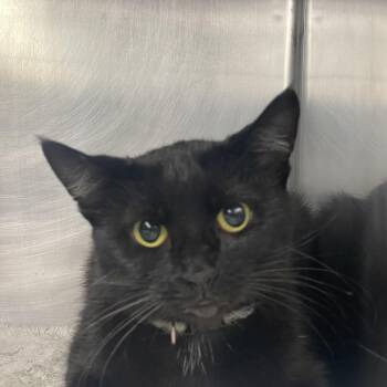 Midnight -  Domestic Short Hair Cat for Adoption in Kansas City, Missouri - Midnight | PetCurious