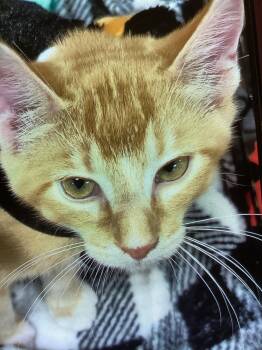 GINNY -  Domestic Short Hair Cat for Adoption in Northfield, Ohio - GINNY | PetCurious