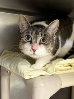 Rescue Domestic Short Hair Cats for Adoption in Morristown, New Jersey - Gizmo | PetCurious