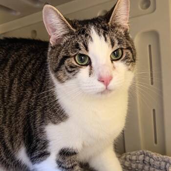 Cornbread -  Domestic Short Hair Cat for Adoption in New York, New York - Cornbread | PetCurious