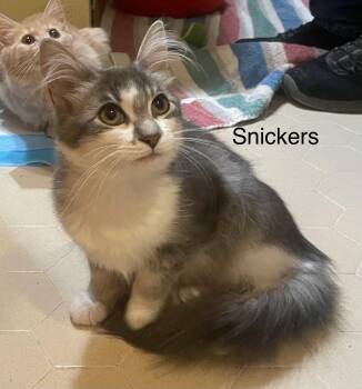 Snickers -  Domestic Long Hair Cat for Adoption in Wyandotte, Michigan - Snickers | PetCurious