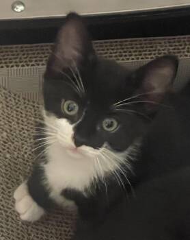 Truffles -  Domestic Short Hair Cat for Adoption in South Pasadena, California - Truffles | PetCurious