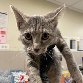 Thorn -  Domestic Short Hair Cat for Adoption in Chicago, Illinois - Thorn | PetCurious