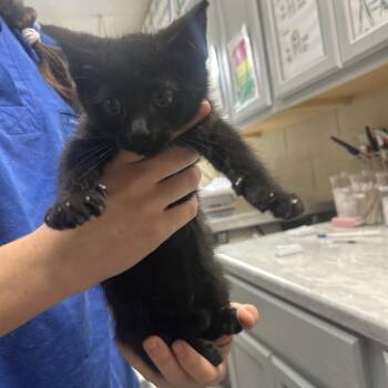 Sarah -  Domestic Short Hair Cat for Adoption in Lewisburg, West Virginia - Sarah | PetCurious