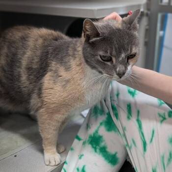 Domestic Short Hair Cats Available for Adoption - Dee Dee | PetCurious