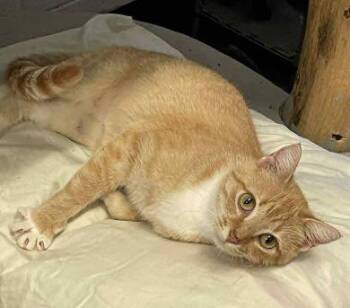 Rescue American Shorthair Cats for Adoption in Philippi, West Virginia - Whitney | PetCurious