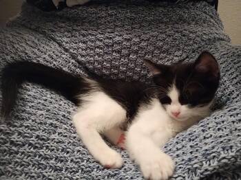 Blanc -  Domestic Short Hair Cat for Adoption in Bryan, Texas - Blanc | PetCurious