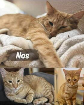 Domestic Short Hair Cats Available for Adoption - Nos | PetCurious