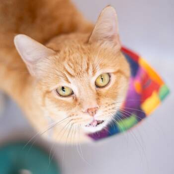 Oscar -  Domestic Short Hair Cat for Adoption in Lakewood, Colorado - Oscar | PetCurious