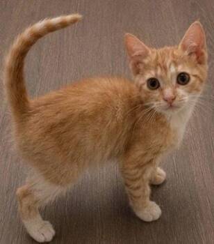 Celsius -  Domestic Short Hair Cat for Adoption in Homer Glen, Illinois - Celsius | PetCurious