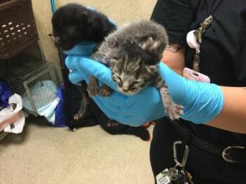 ZANDER -  Domestic Short Hair Cat for Adoption in Riverside, California - ZANDER | PetCurious