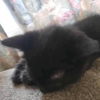 Rescue Domestic Medium Hair Cats for Adoption in Rochester, Minnesota - Coco | PetCurious