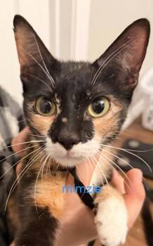 Mimsy -  Calico Cat for Adoption in San Antonio, Texas - Mimsy | PetCurious