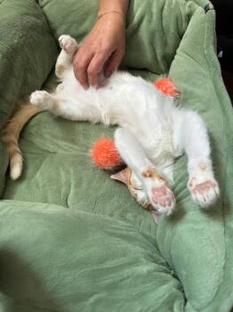 Popcorn -  Domestic Short Hair Cat for Adoption in Roxbury Township, New Jersey - Popcorn | PetCurious