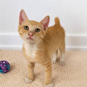 Birman -  American Bobtail Cat for Adoption in Hillsboro, Texas - Birman | PetCurious